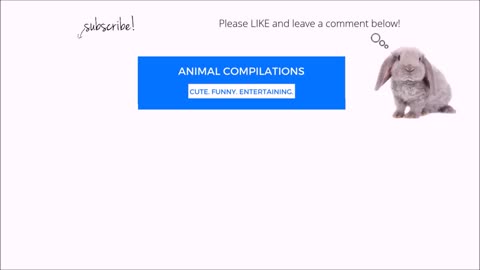 Funny animal video