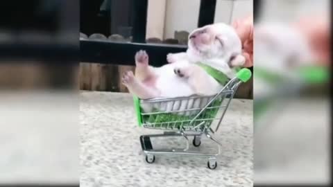 Baby dog 🐶 Cute funny dog video 🐶😁😱