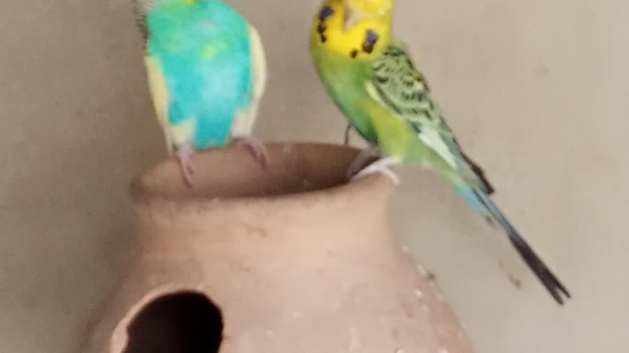 Budgie beautiful pair