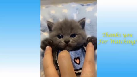Cute CAT and DOG behavior