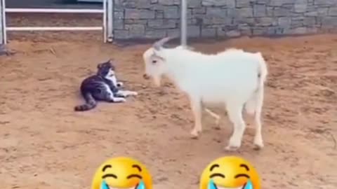 Funny 🤣