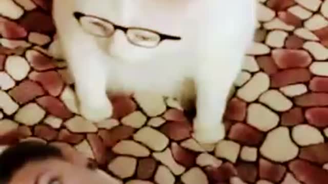 Catturd Gags