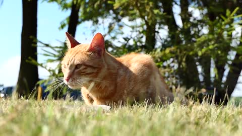 Kitten Rudy Pet Lawn Meal Portrait Charming