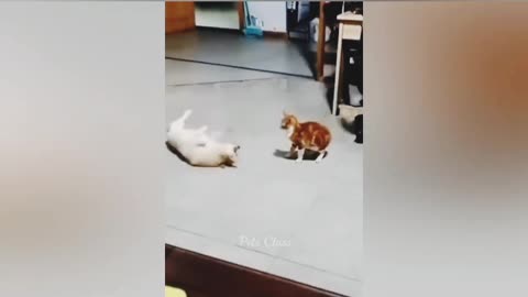 Naughty animls /Funny cat and dog😂😂