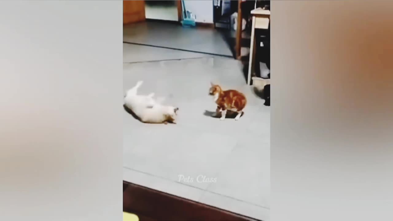 Naughty animls /Funny cat and dog😂😂