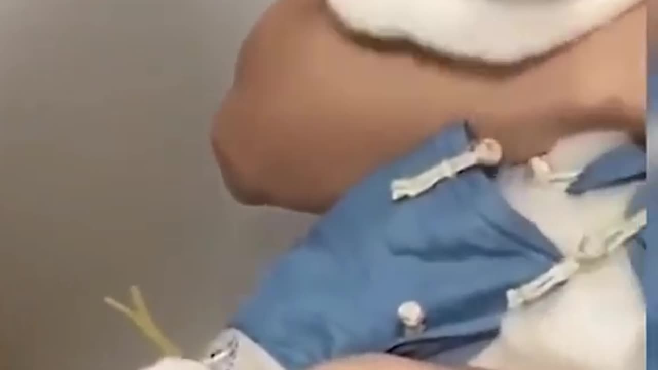 Animals reaction to injection