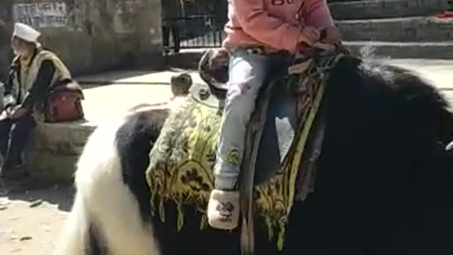 Yak Riding