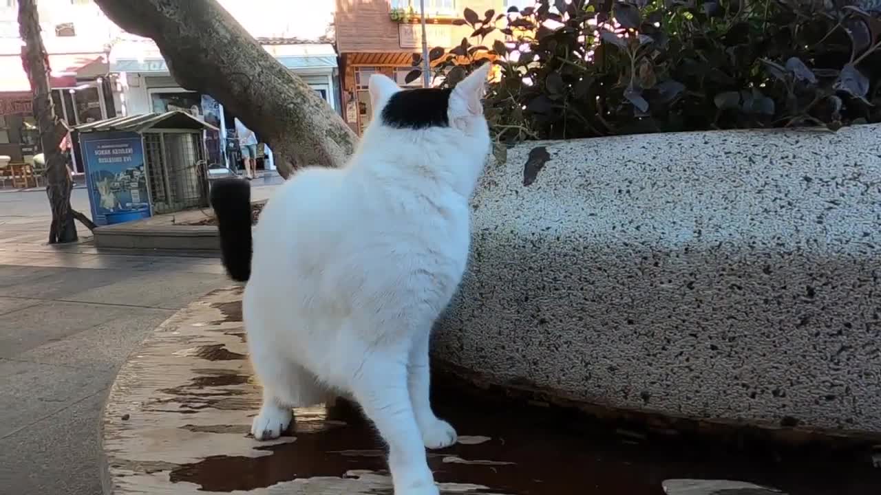 Odd eyed cat has an amazing beauty