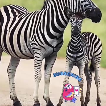Wild African zebra | cute Zebra | wildlife | Wild animals | cute animals | #shorts
