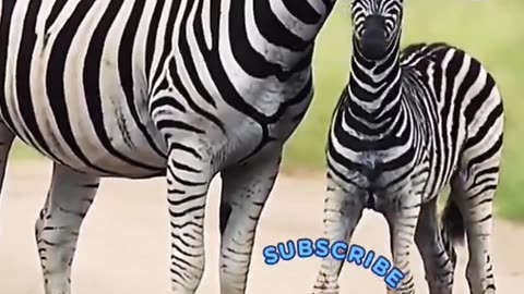 Wild African zebra | cute Zebra | wildlife | Wild animals | cute animals | #shorts