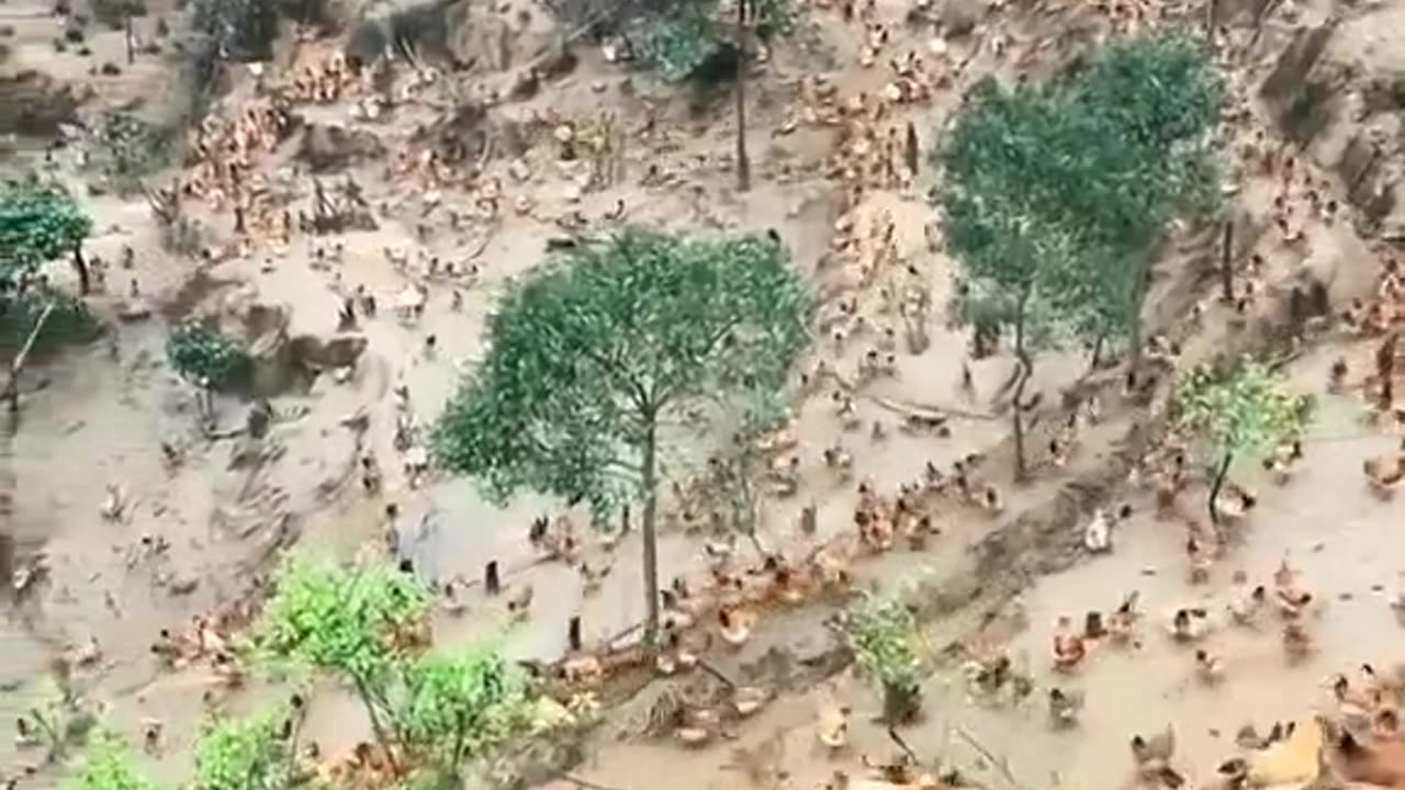 This free range hen farm