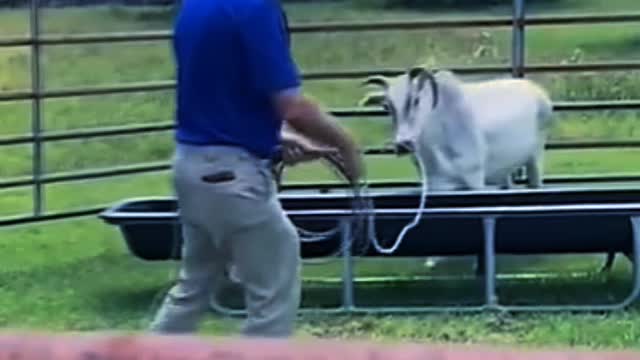 An angry cow take revenge with its owner in a unexpected way