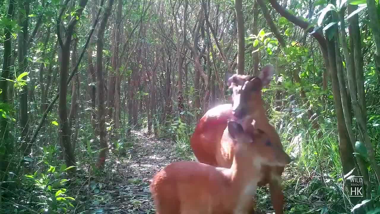Quick lesson in Hong Kong Wildlife