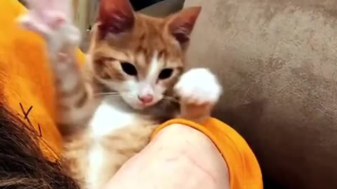 Cat 🐈😺 dog animals funny video