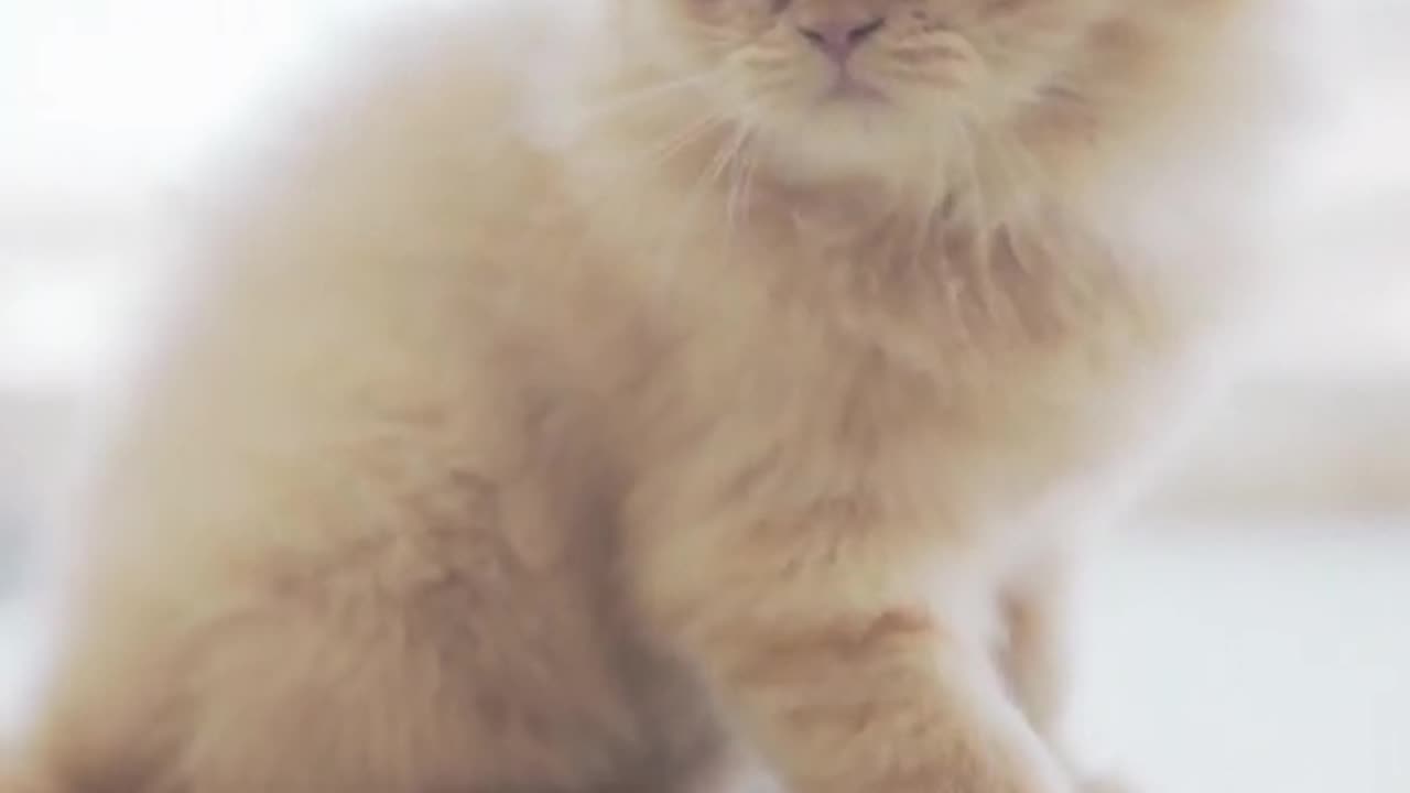 Funny cat