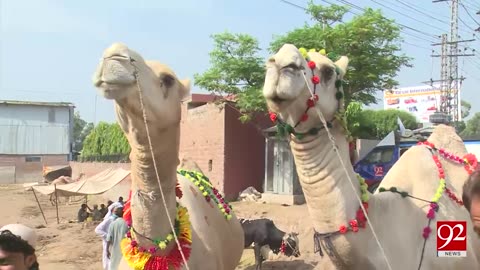 Beautiful white camel creates waves at cattle market - 31 August 2017 - 92NewsHDPlus