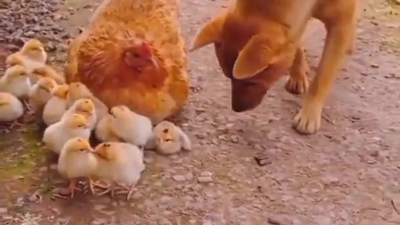 Dog 🐶 plays with chicken 🐔