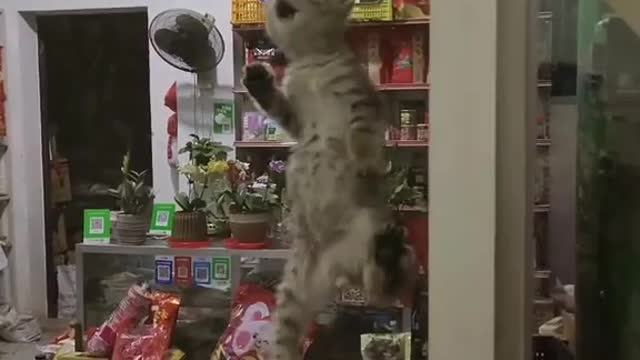 Funny spidey cat