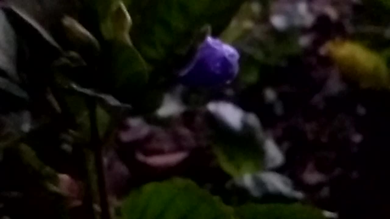Animal flowers universe