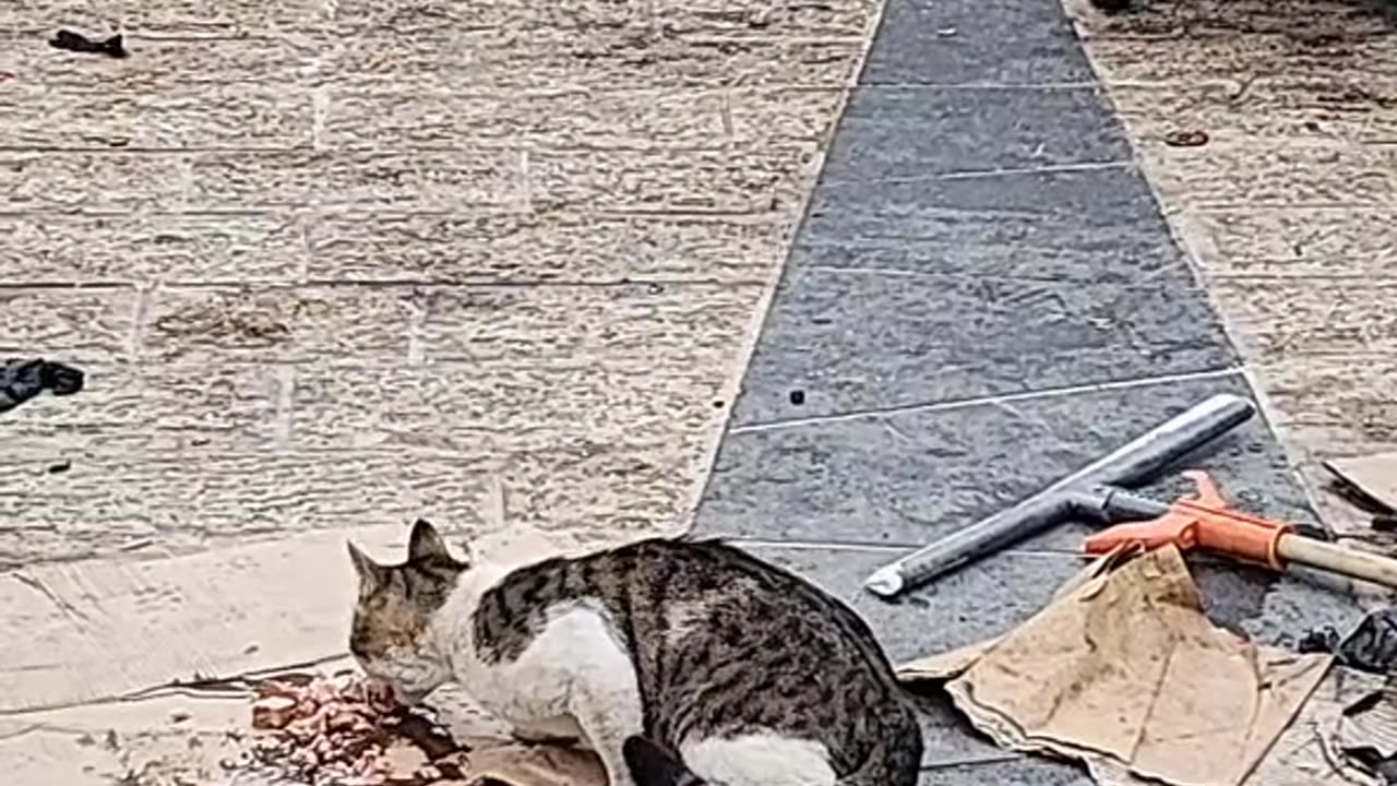 Series1: Jerusalem cats Day10 (Vid11/12)