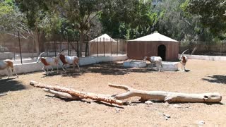 Zoo White Horned Oryx