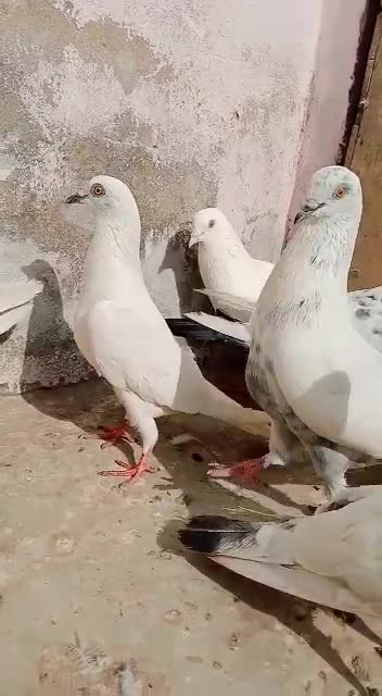 Mix pigeon fo sell