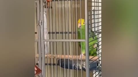 Smart_And_Funny_ Parrots🐦_ Taking_Videos_Compilation_Super_dogs