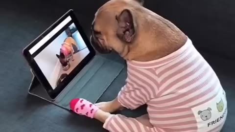 Cute reaction bulldog