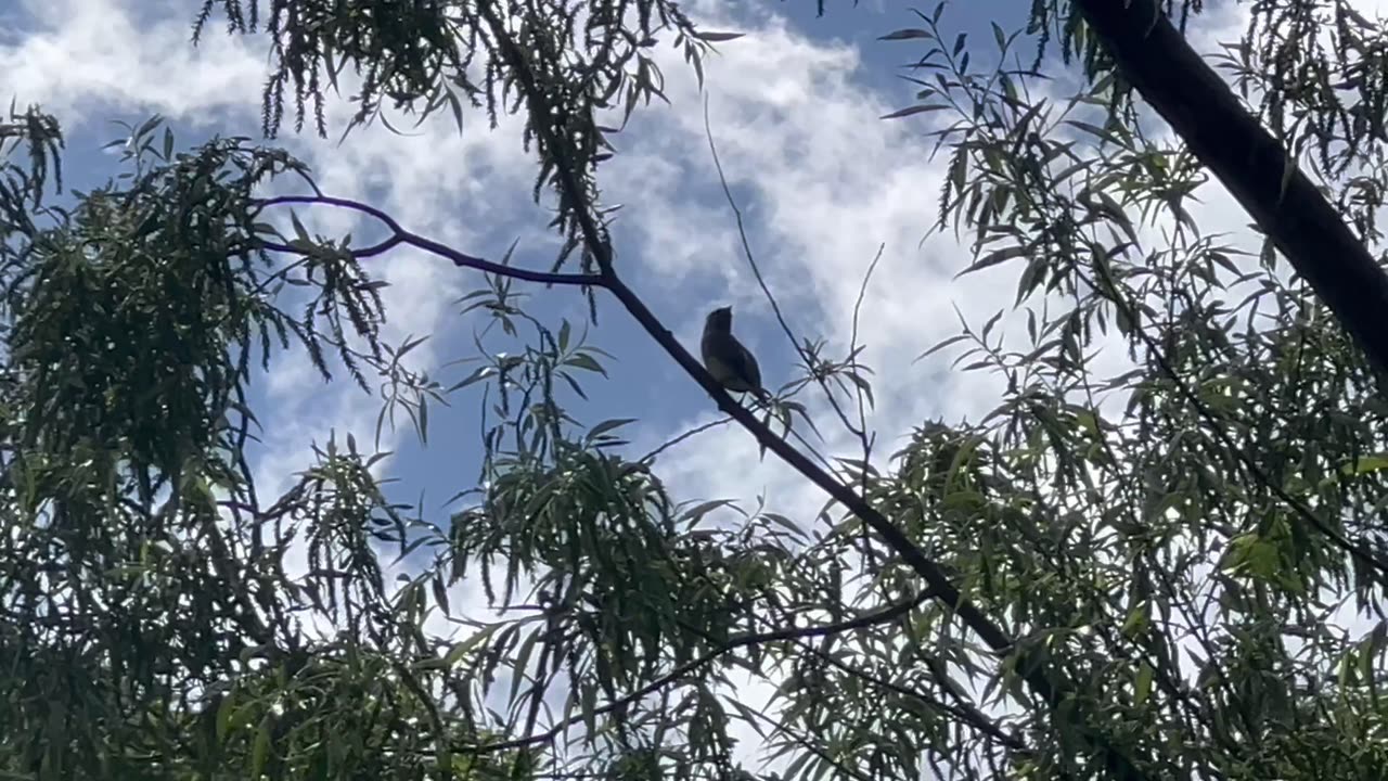 Cedar Waxwings