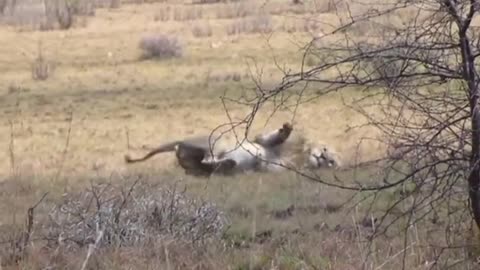 Animals With Rabies?