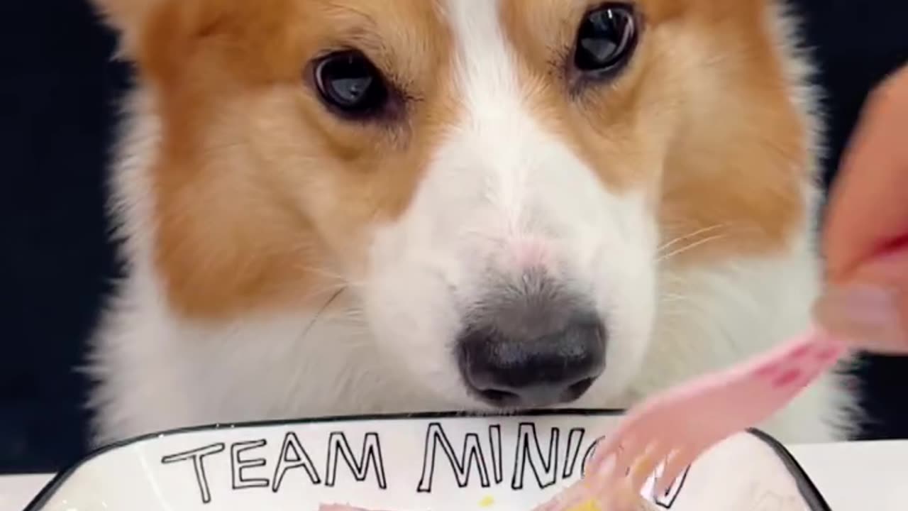 corgi eating puppy zongzi the cutest dog2023