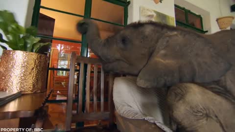 Lion Sees Her Adoptive Dad After 7 Years...