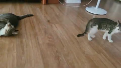 Cat fight funny animals