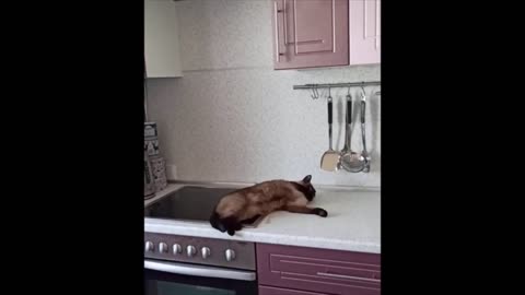 funny cats