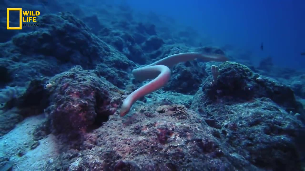 Deadly Snakes - Australia_ हिन्दी डॉक्यूमेंट्री _ Wildlife documentary