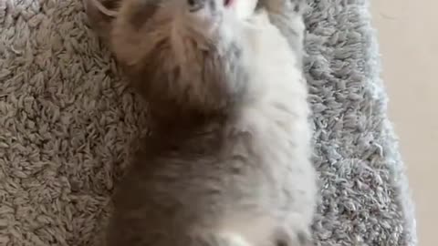 Cute Cat Video