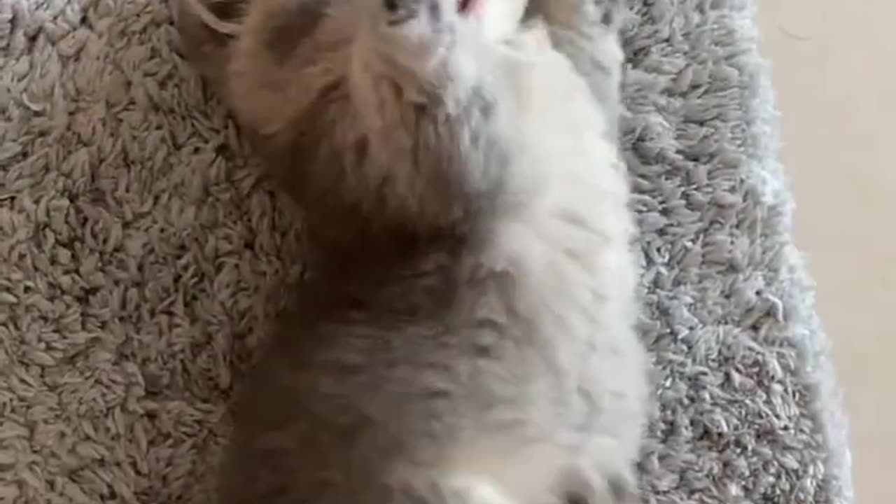 Cute Cat Video