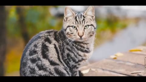 Funny video clips video 2023 cats pets funny video