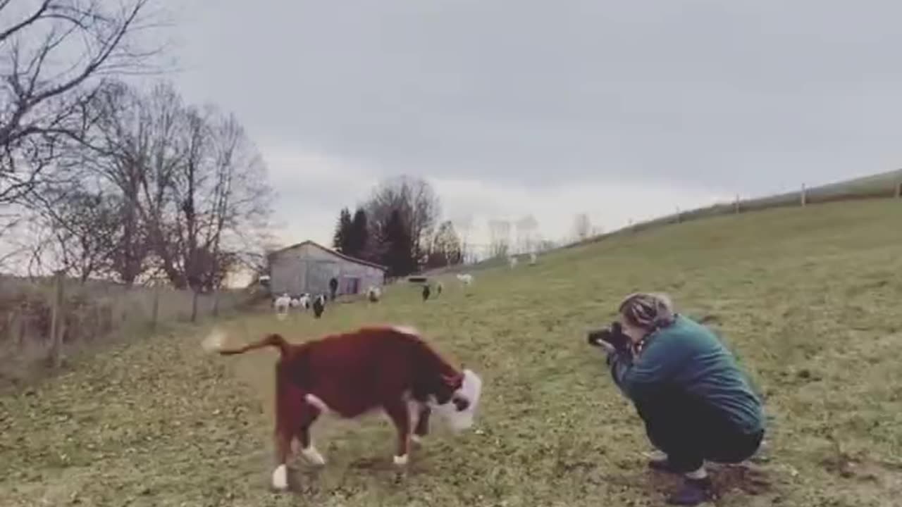 Cow Happy To See Grandma