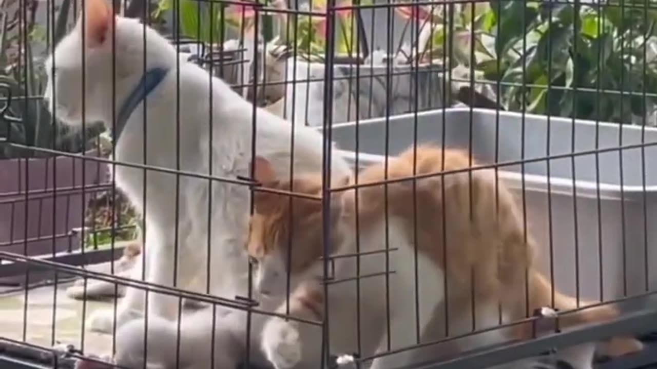 Funny animals
