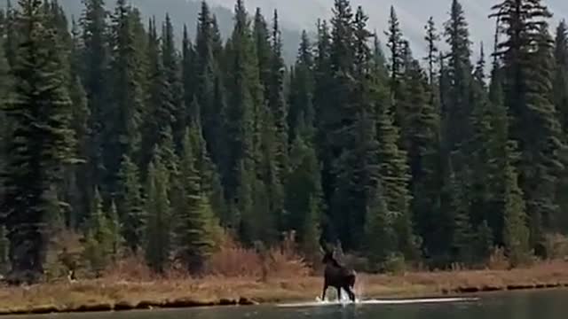 Young moose taking a sip from the Bow River in Banff National Park