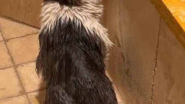 Cat Named Shiba in the Shower