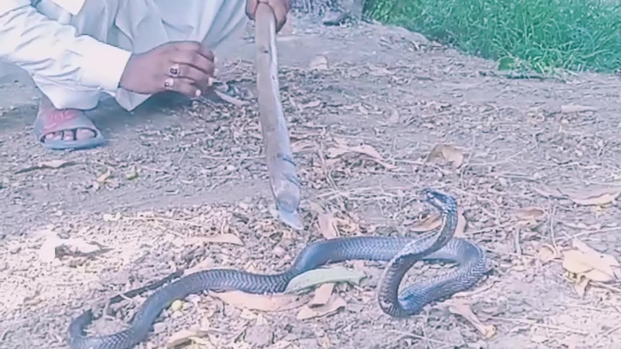 Snake Video