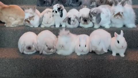 How to photograph a group of bunnies 📸🐰