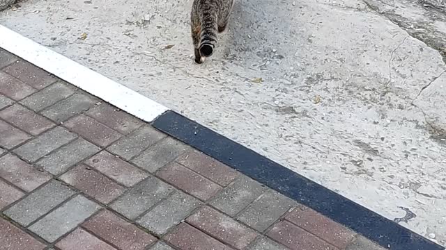 Cat and ladder