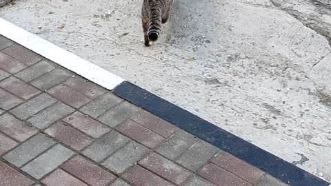 Cat and ladder