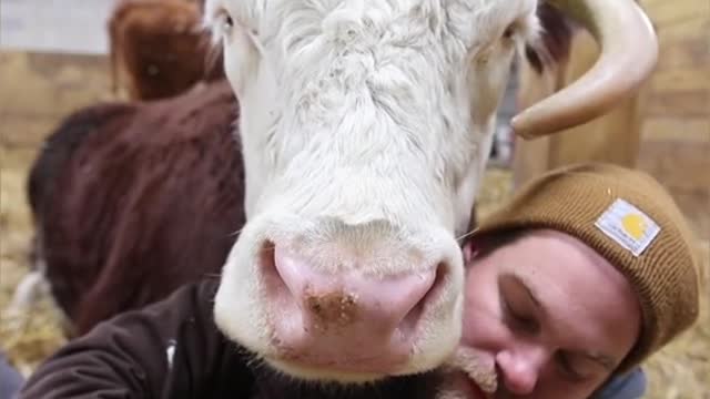 Cows are such loveable creatures