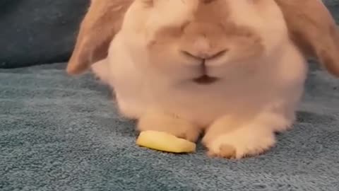 Funny and Cute Baby Bunny Rabbit Videos - Baby Animal Video Compilation (2019)_p8