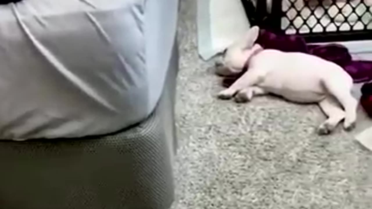 Funny animal video fo the day 0001