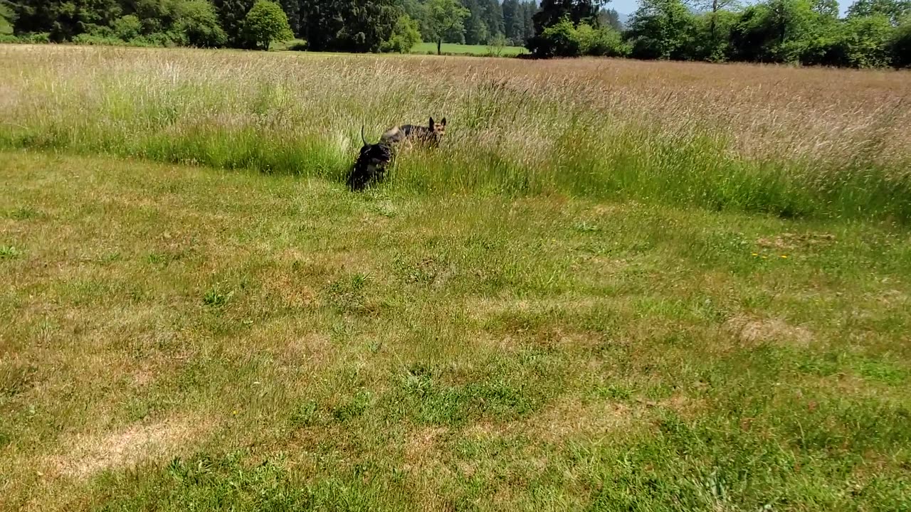 German Shepherd and Pitbull running in the yard